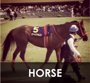 horse